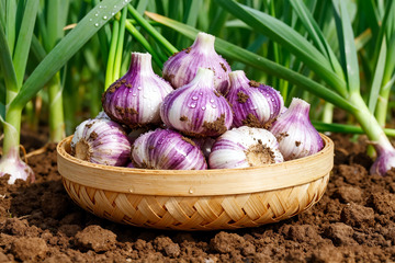 新鲜大蒜，现挖鲜蒜生鲜4