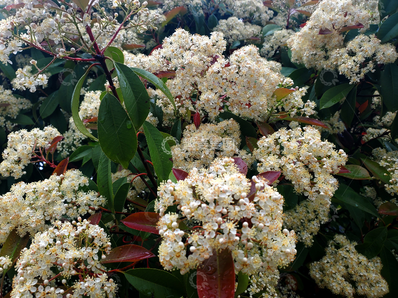 高清大图下载【趣麦麦图】花树花丛树木绿叶花朵花卉石楠花