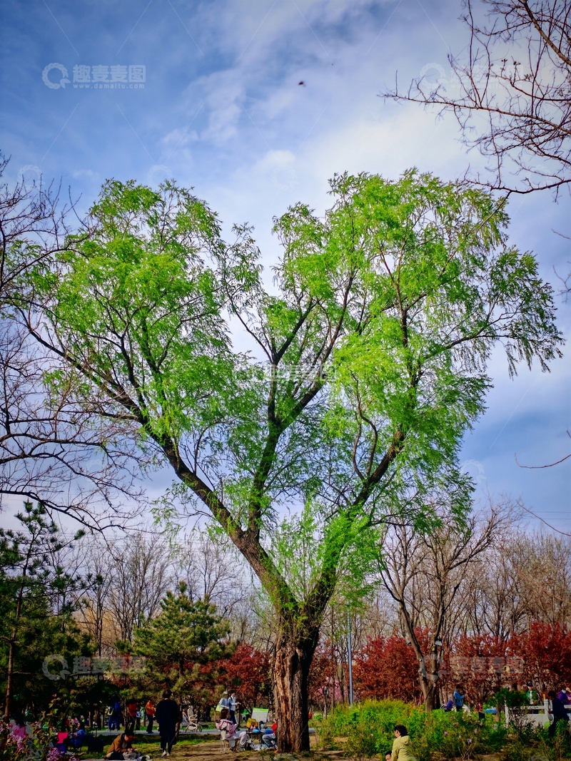 高清大图下载【趣麦麦图】春色公园柳树新叶美景
