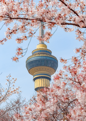 春日樱花电视塔美景