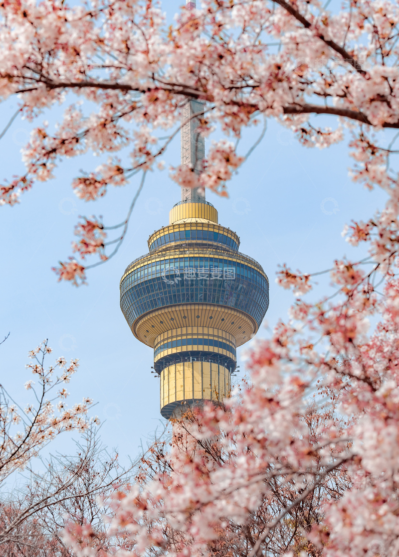 高清大图下载【趣麦麦图】春日樱花电视塔美景