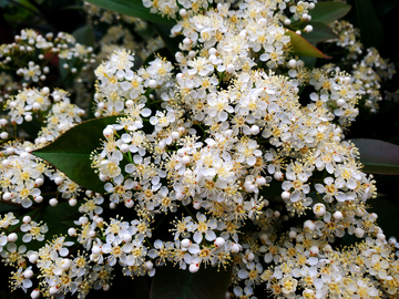 光叶石楠花花朵花卉花簇花瓣花蕊
