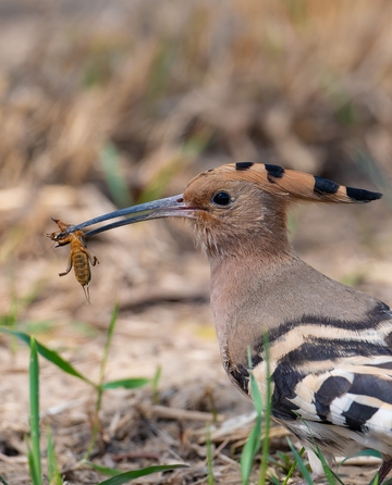 自然生态戴胜鸟捕食瞬间