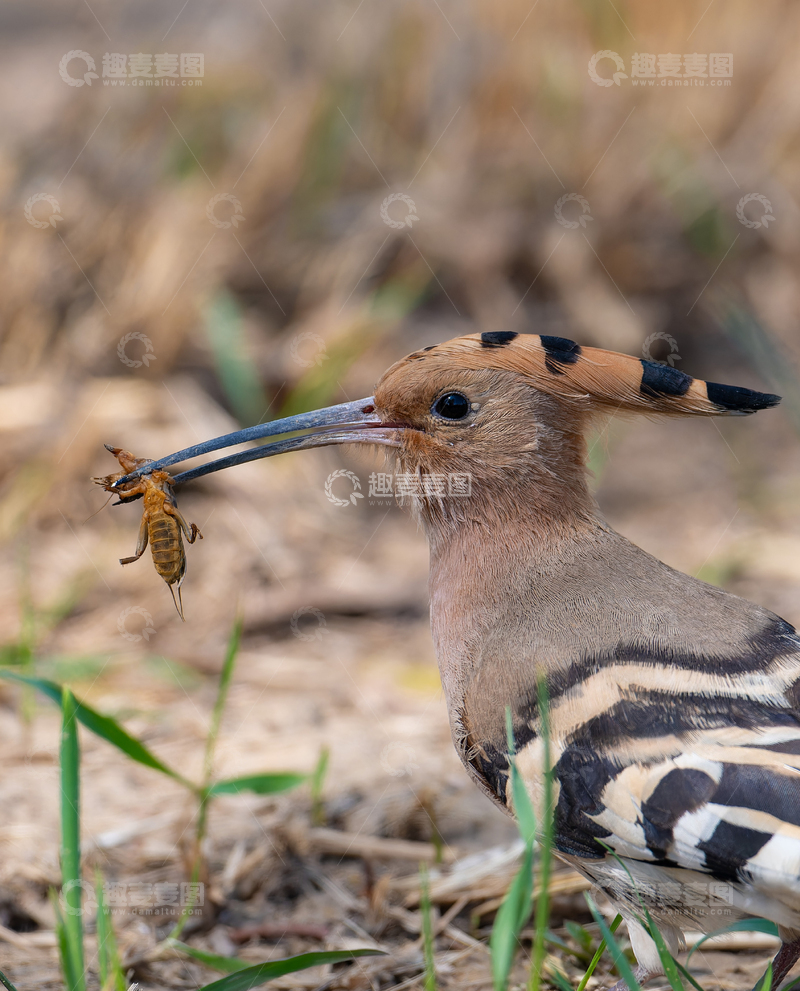 高清大图下载【趣麦麦图】自然生态戴胜鸟捕食瞬间