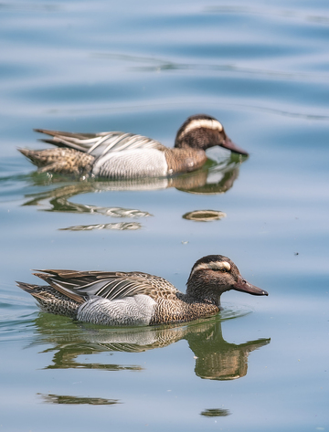 水塘鸭白眉鸭影自然风光