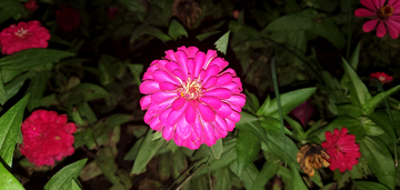 百日菊鱼尾菊菊花花瓣花蕊花朵花卉