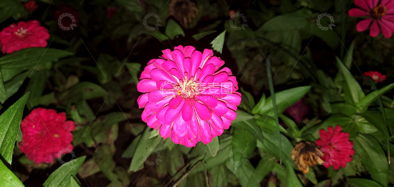 高清大图下载【趣麦麦图】百日菊鱼尾菊菊花花瓣花蕊花朵花卉