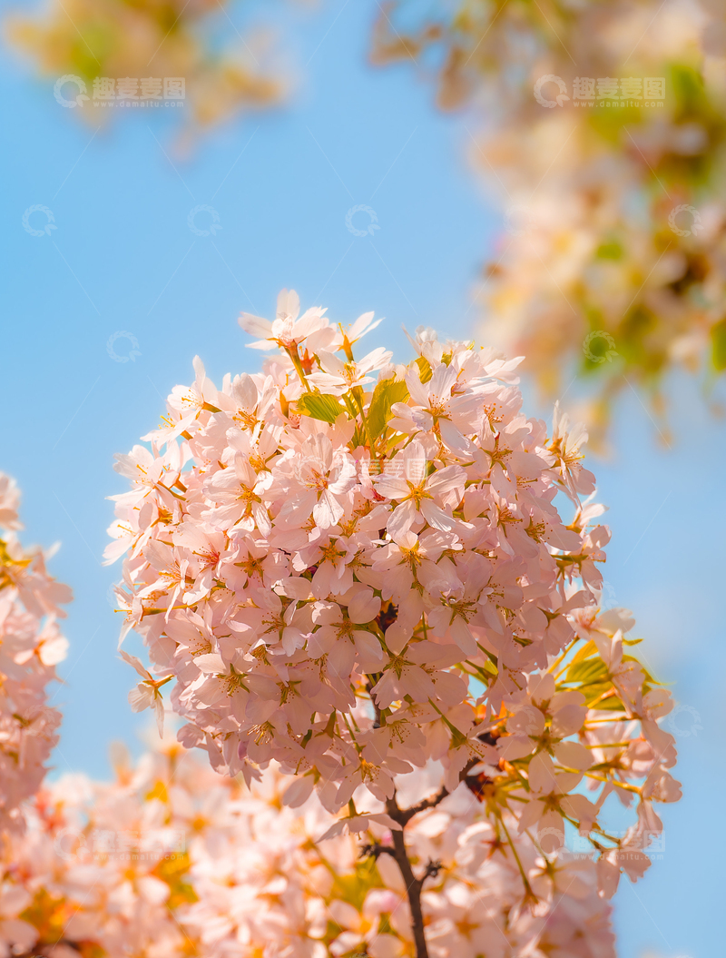 高清大图下载【趣麦麦图】春日樱花盛放蓝天