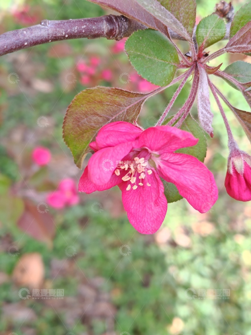 高清大图下载【趣麦麦图】春日海棠绽放美景12