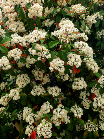 红叶石楠花朵花卉花瓣花蕊树枝绿叶