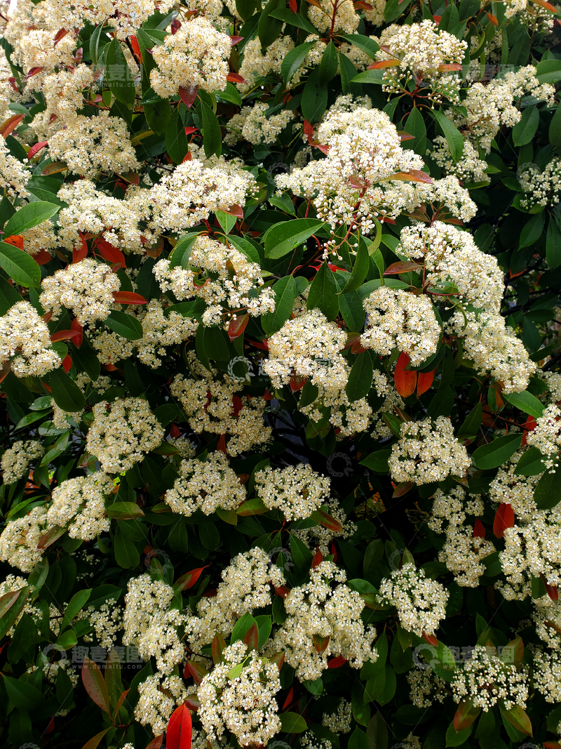 高清大图下载【趣麦麦图】红叶石楠花朵花卉花瓣花蕊树枝绿叶