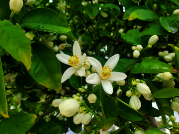柚子花朱栾花花朵花卉花瓣花蕊花苞