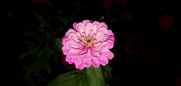 百日菊菊花花朵花卉花瓣花蕊