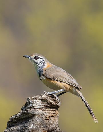 自然野生鸟类黑领噪鹛摄影图
