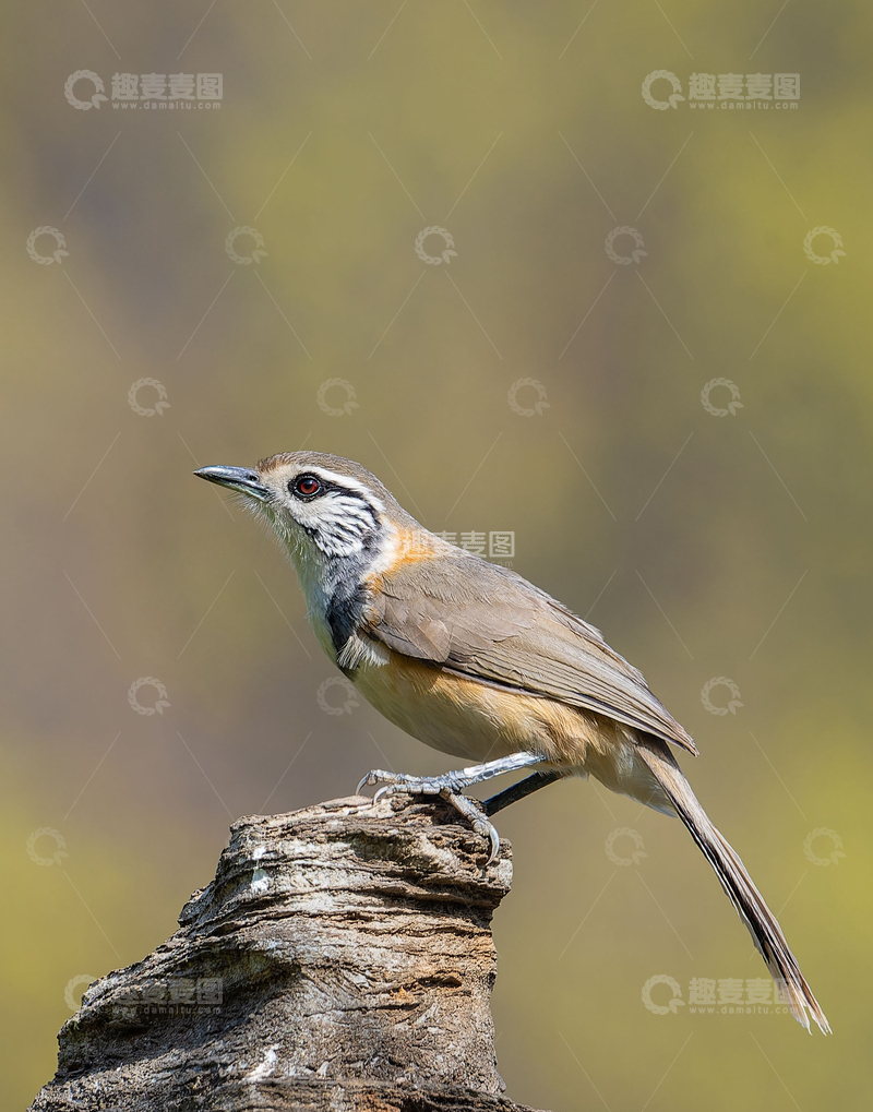 高清大图下载【趣麦麦图】自然野生鸟类黑领噪鹛摄影图