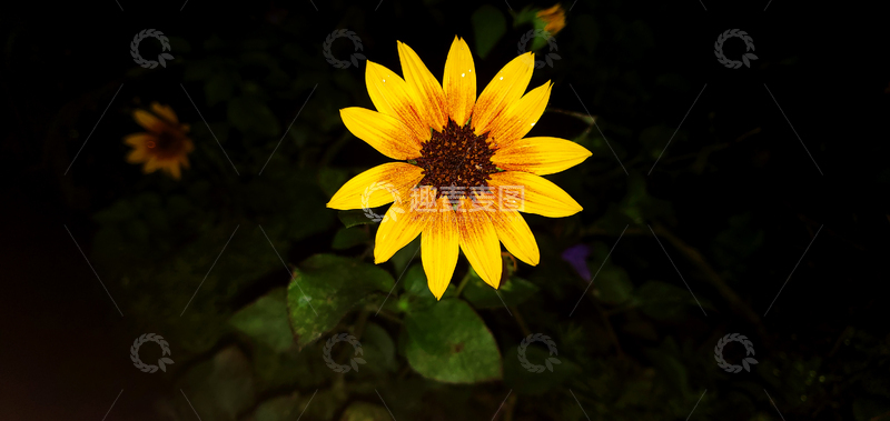 高清大图下载【趣麦麦图】向日葵葵花花卉花朵花瓣花蕊花蕾