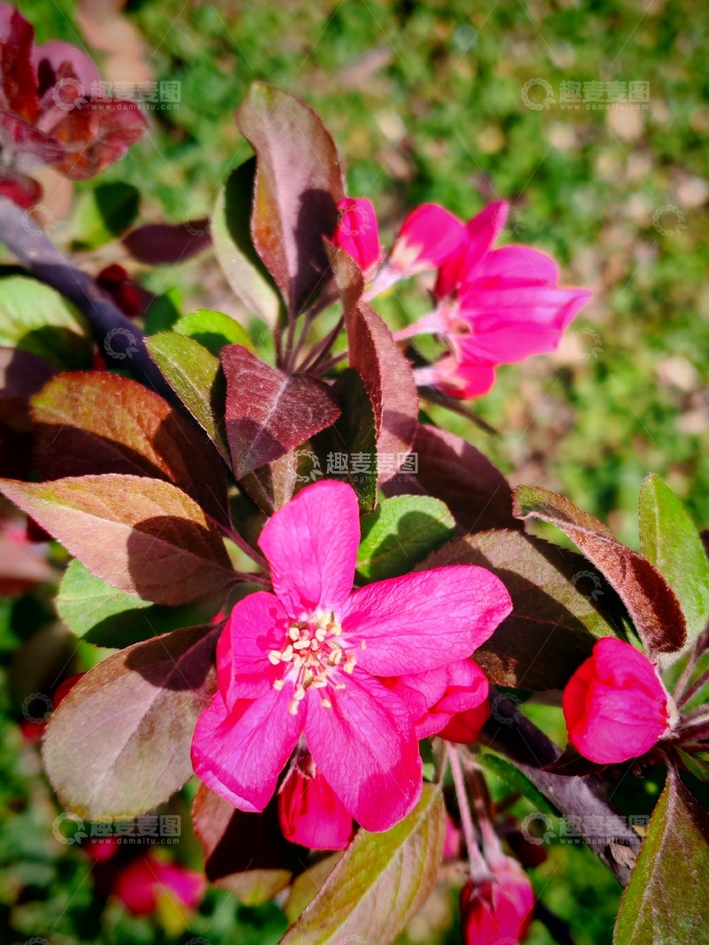 高清大图下载【趣麦麦图】鲜艳红花绿叶植物特写