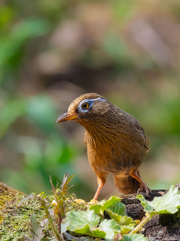 野生鸟栖息自然环境摄影