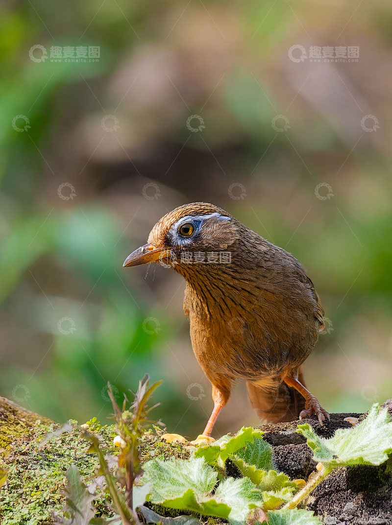 高清大图下载【趣麦麦图】野生鸟栖息自然环境摄影