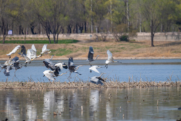 鸟类群飞湿地风景摄影