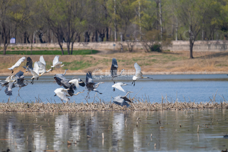 高清大图下载【趣麦麦图】-鸟类群飞湿地风景摄影