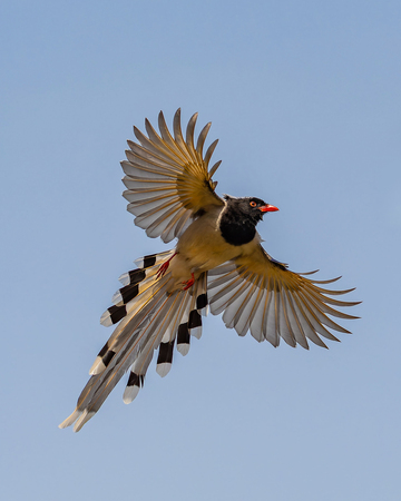 飞鸟红嘴蓝鹊展翅蓝天飞
