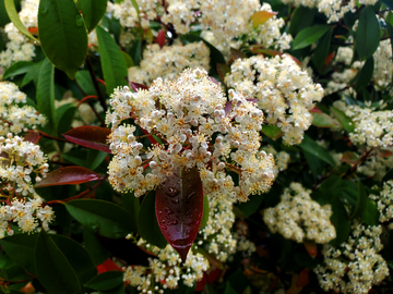 红叶石楠花朵花卉花瓣花蕊绿叶树枝