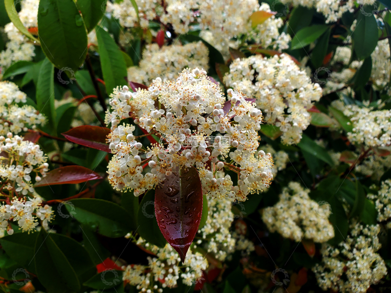 高清大图下载【趣麦麦图】红叶石楠花朵花卉花瓣花蕊绿叶树枝