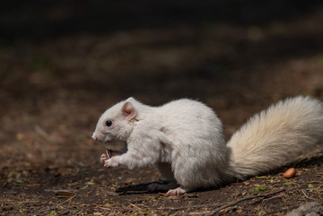 白松鼠觅食自然摄影