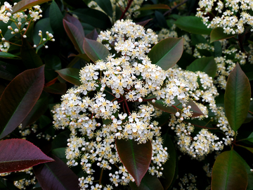 石楠花花簇花卉花朵绿叶树叶叶子