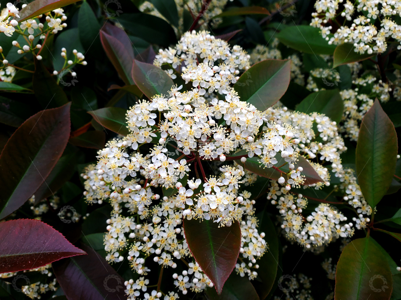 高清大图下载【趣麦麦图】石楠花花簇花卉花朵绿叶树叶叶子