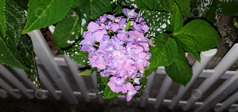 高清大图下载【趣麦麦图】紫阳花绣球花花朵花卉花瓣绿叶栅栏