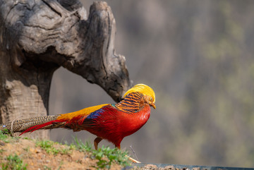 五彩红腹锦鸡自然野生摄影图片