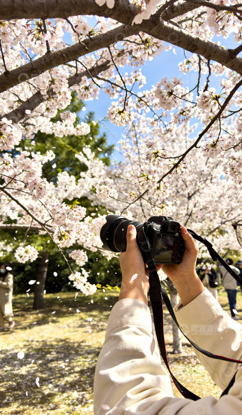 高清大图下载【趣麦麦图】樱花盛开春日景摄影拍摄