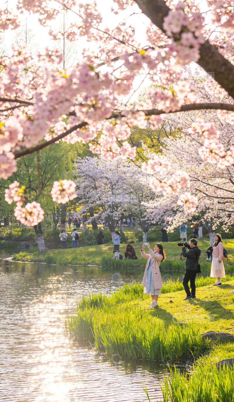 高清大图下载【趣麦麦图】樱花盛开水岸拍照游春景