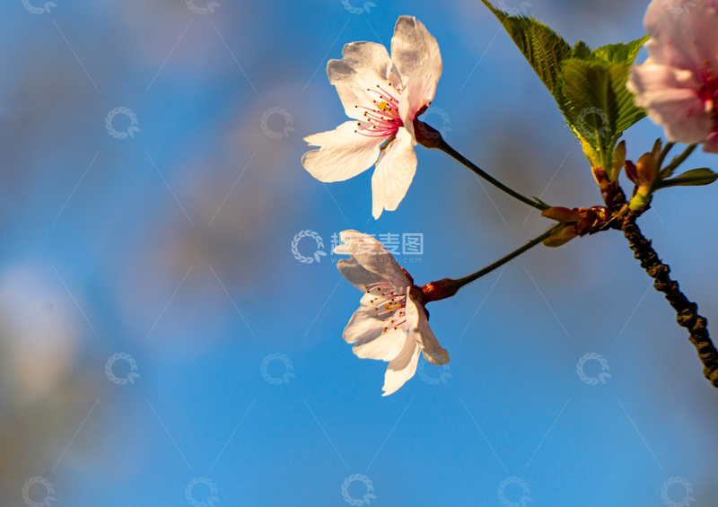 高清大图下载【趣麦麦图】春日蓝天背景樱花盛开微距美景摄影