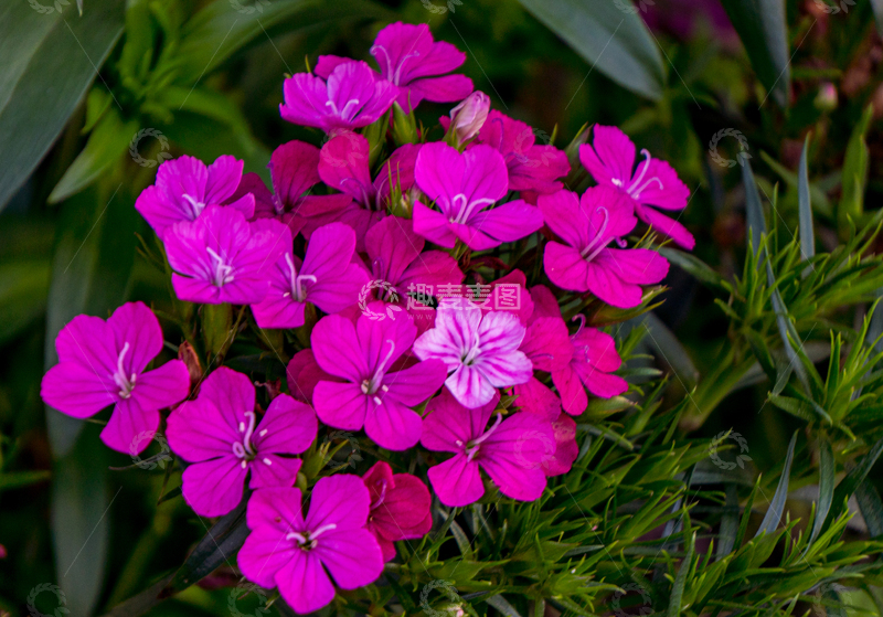 高清大图下载【趣麦麦图】盛开粉色花朵绿植微距摄影