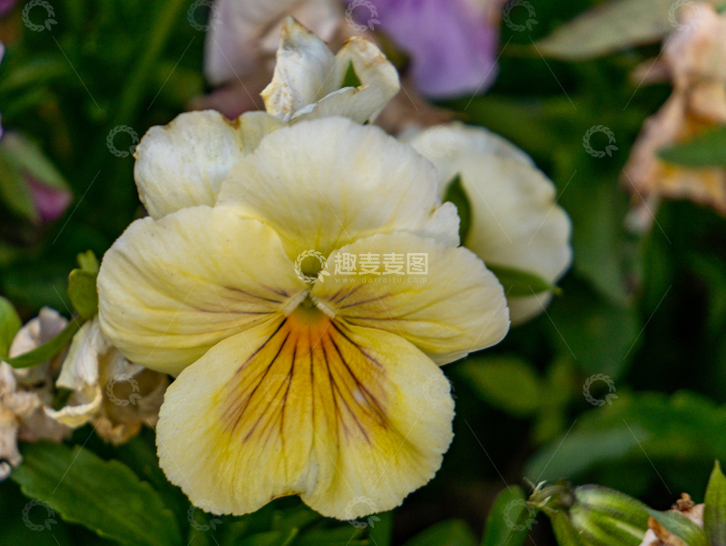 高清大图下载【趣麦麦图】清新淡黄色花朵微距摄影特写