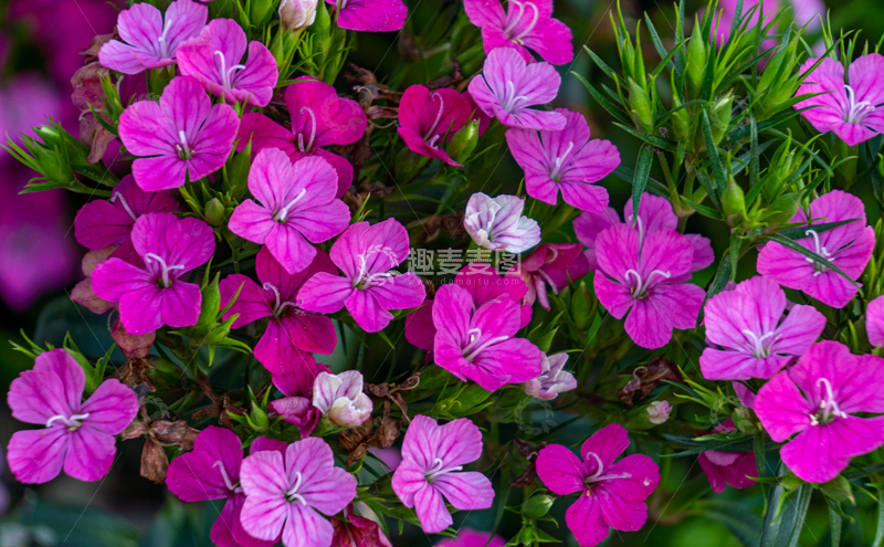 高清大图下载【趣麦麦图】万紫千红花朵特写微距摄影