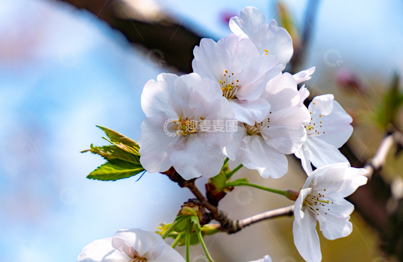 高清大图下载【趣麦麦图】春日樱花盛开微距摄影特写