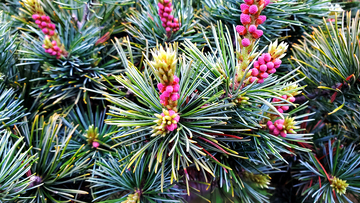 日本五针松松花花穗花序松枝松针