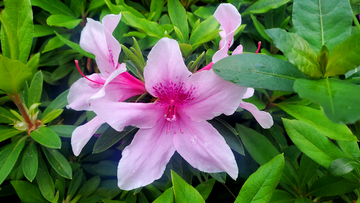 粉色锦绣杜鹃花朵花卉花蕊绿叶