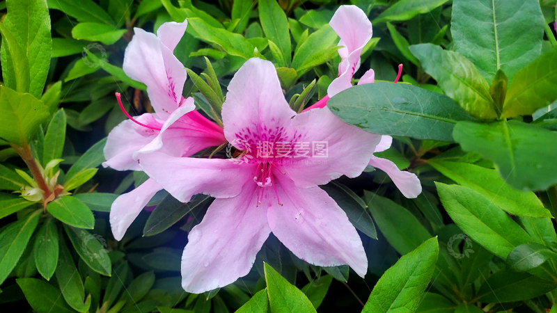 高清大图下载【趣麦麦图】粉色锦绣杜鹃花朵花卉花蕊绿叶