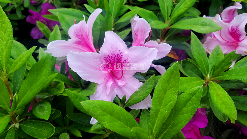 高清大图下载【趣麦麦图】锦绣杜鹃花朵花卉花蕊绿叶树叶