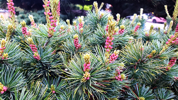 日本五针松松花花穗花序松针松枝