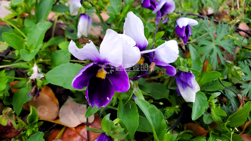 高清大图下载【趣麦麦图】三色堇猴面花花卉花瓣花蕊植物