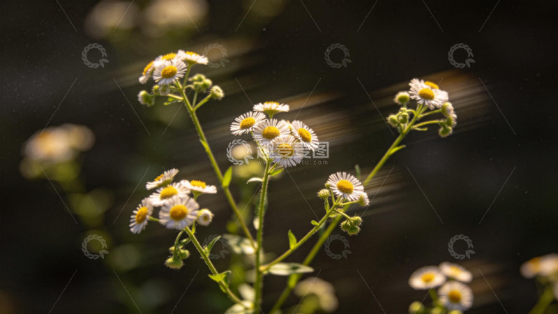 高清大图下载【趣麦麦图】微距小花光影景观