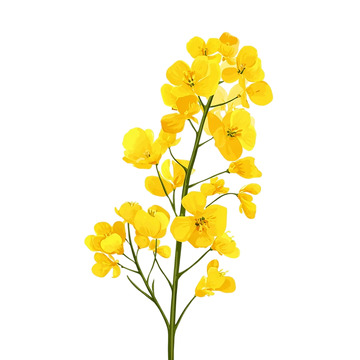 金色海洋中的花舞