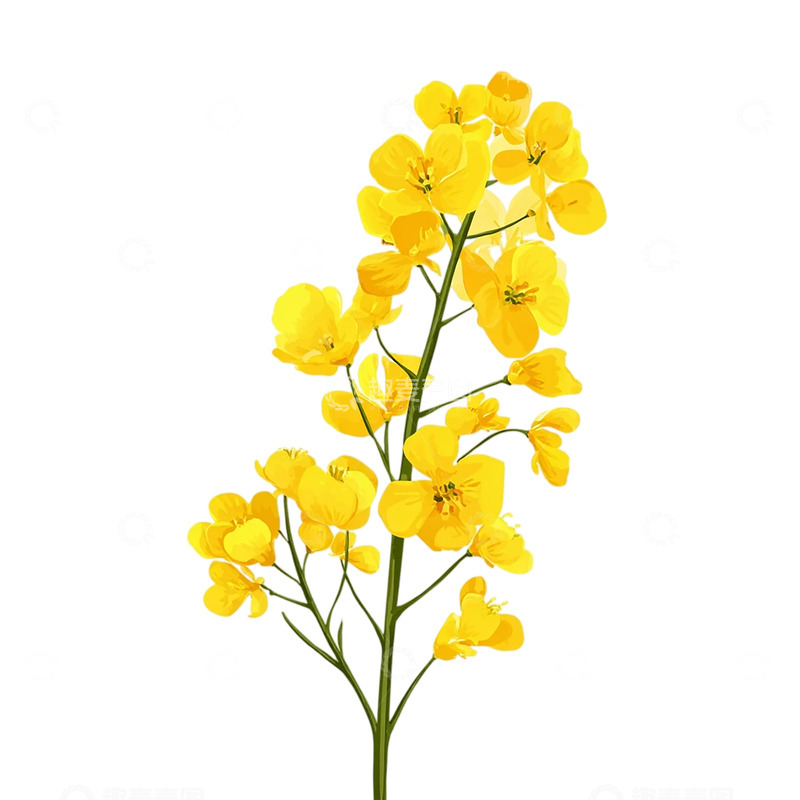 高清大图下载【趣麦麦图】金色海洋中的花舞