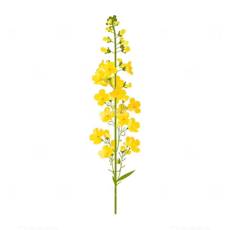 高清大图下载【趣麦麦图】春日旋律中的金黄花海景象